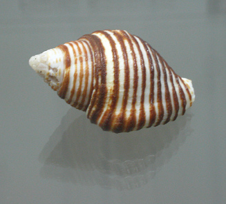Buccinum linea, primer plano