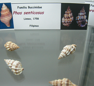 Phos senticosus