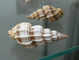 Phos senticosus, primer plano