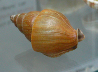Northia northiae, primer plano