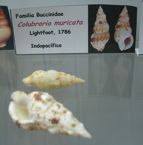Colubraria muricata