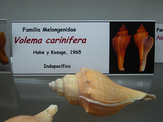Voleman carinifera