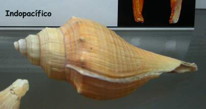 Voleman carinifera, primer plano