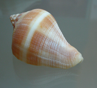 Melongena sp, primer plano