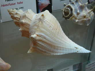Hemifusus tuba, primer plano