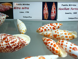 Mitra mitra, placa