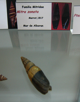 Mitra zonata