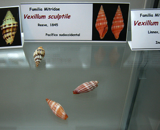 Vexillum sculptile