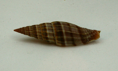 Vexillum lyratum, primer plano