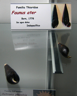 Faunus ater