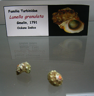 Lunella granulata