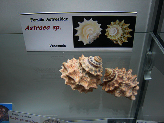 Astraea sp