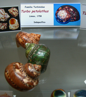 Turbo petolathus