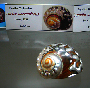 Turbo sarmaticus