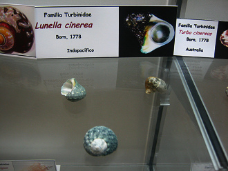 Lunella cinerea