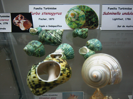 Turbo stenogyrus