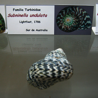 Subninella undulata