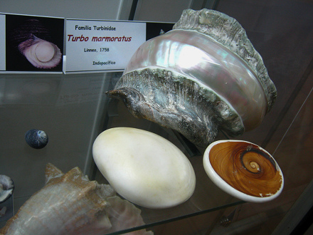 Turbo marmoratus