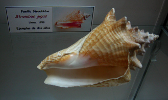 Strombus gigas 02