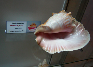 Strombus gigas 03