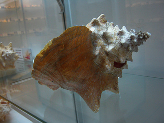 Strombus gigas, primer plano 06