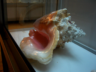 Strombus gigas, primer plano 10