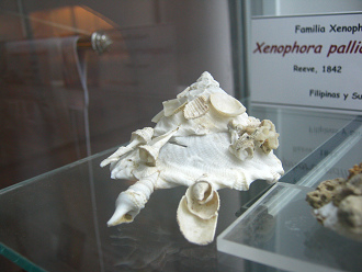 Xenophora pallidula, primer
                                  plano