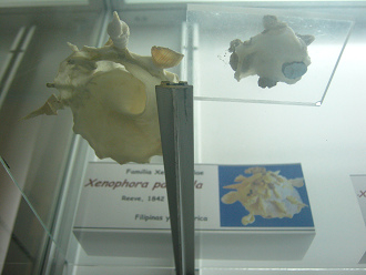 Xenophora pallidula, vista de
                                  bajo