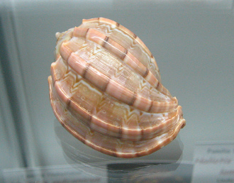 Harpa ventricosa, primer plano 01
