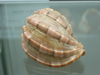 Harpa ventricosa, primer plano
                                  02