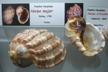 Harpa major