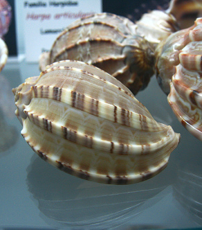 Harpa articularis, primer plano
                                  01