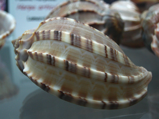 Harpa articularis, primer plano
                                  02