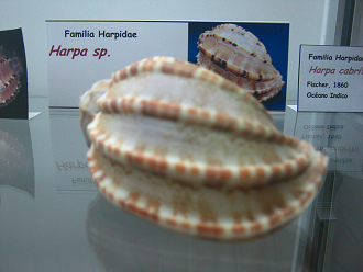Harpa
                          sp