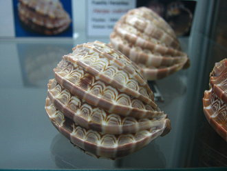Harpa cabritii, primer plano 02