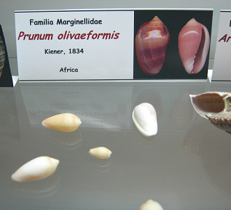 Prunum olivaeformis