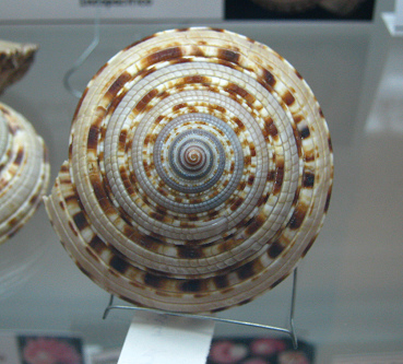 Architectonica maxima, primer plano