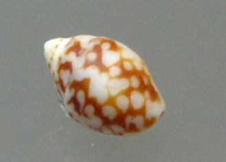 Columbella rustica, primer plano
