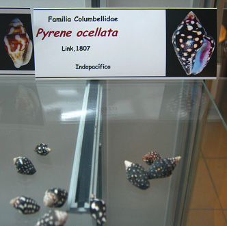 Pyrene ocellata