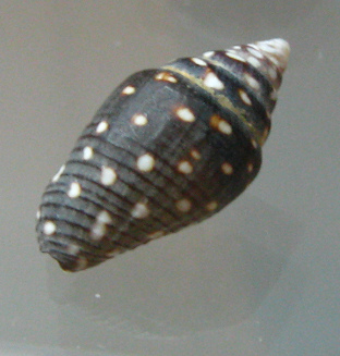 Pyrene ocellata, primer plano
