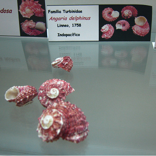Angaria delphinus