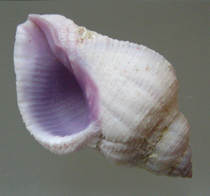 Coralliophila radula, primer plano