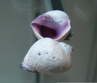 Coralliophila violacea, primer plano