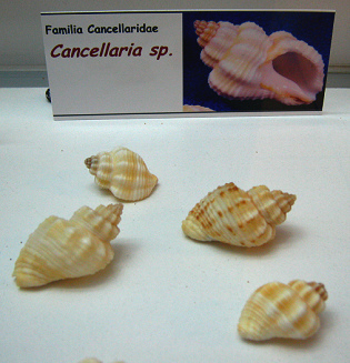 Cancellaria sp