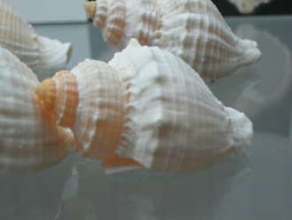 Cancellaria nodulifera, primer
                                  plano 01