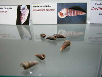Cerithium sulcata