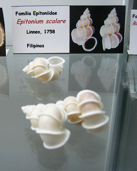 Epitonium scalare