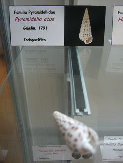 Pyramidella acus