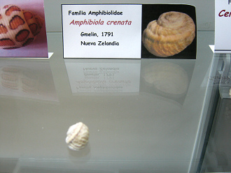 Amphibiola crenata