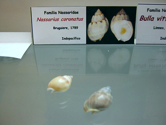 Nassarius coronatus